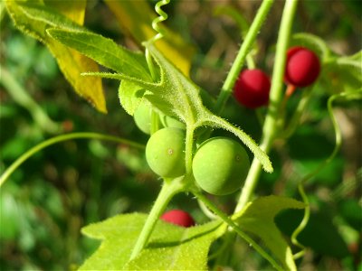 Rote Zaunrübe (Bryonia dioica) in Hockenheim