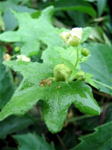 Rotfrüchtige Zaunrübe (Bryonia dioica) im Landesgartenschaupark Hockenheim
