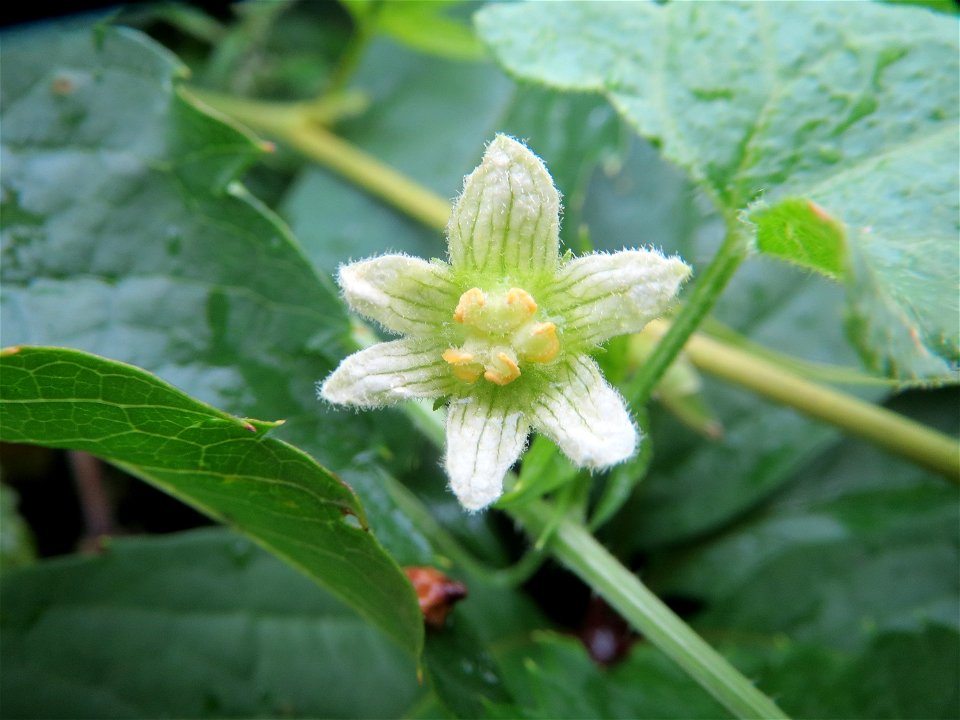 Rote Zaunrübe (Bryonia dioica) im Landesgartenschaupark Hockenheim