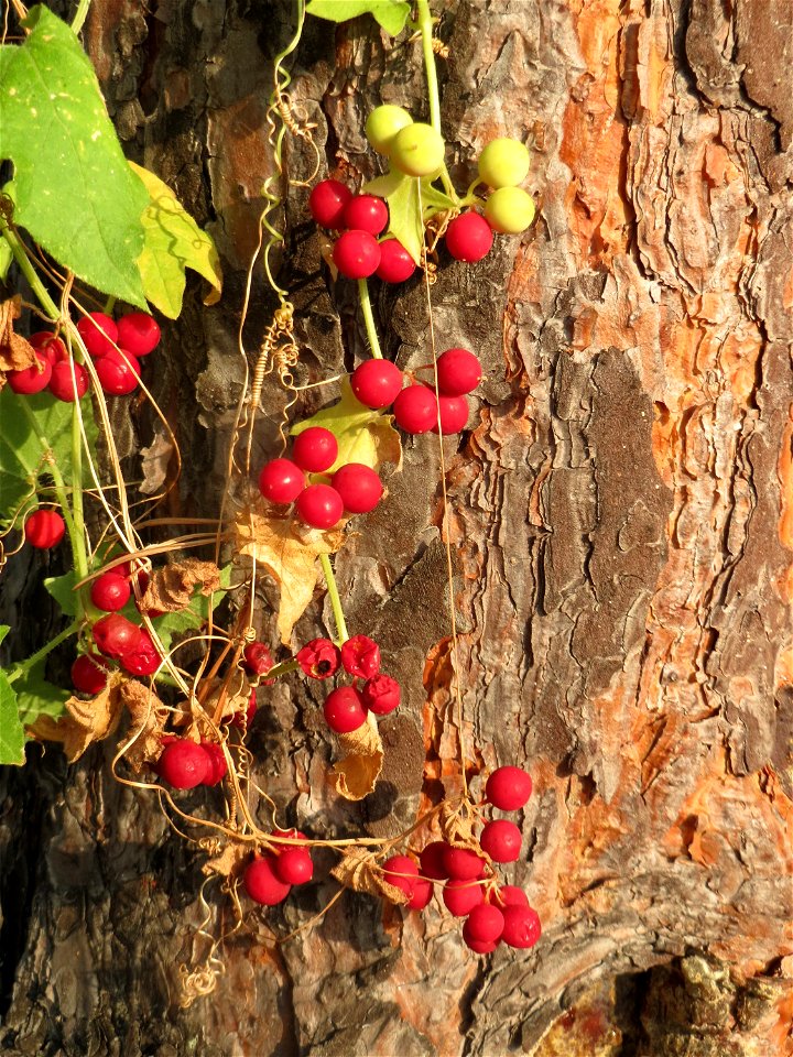 Rotfrüchtige Zaunrübe (Bryonia dioica) bei Neulußheim