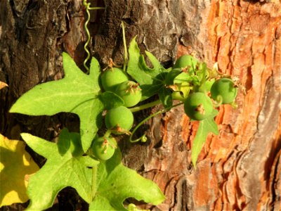 Rotfrüchtige Zaunrübe (Bryonia dioica) bei Neulußheim