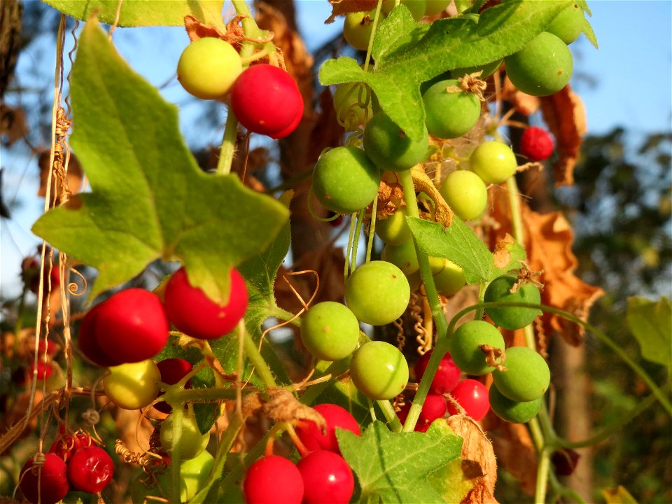 Rotfrüchtige Zaunrübe (Bryonia dioica) bei Neulußheim