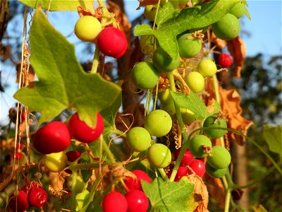 Rotfrüchtige Zaunrübe (Bryonia dioica) bei Neulußheim