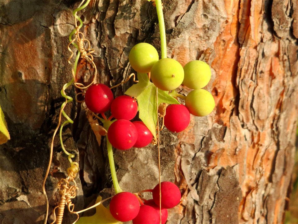 Rotfrüchtige Zaunrübe (Bryonia dioica) bei Neulußheim