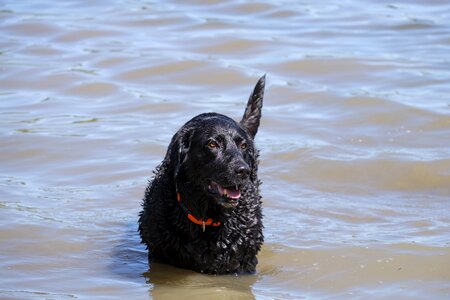 Lake wet labrador photo