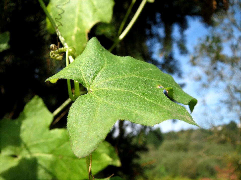 Rotfrüchtige Zaunrübe (Bryonia dioica) im Landschaftsschutzgebiet „Tabakmühlental - Oberster Weiher“ in Sankt Arnual