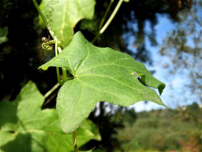 Rotfrüchtige Zaunrübe (Bryonia dioica) im Landschaftsschutzgebiet „Tabakmühlental - Oberster Weiher“ in Sankt Arnual
