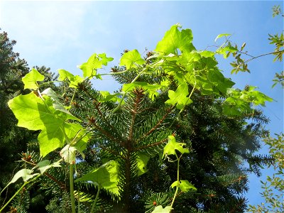 Rotfrüchtige Zaunrübe (Bryonia dioica) im Landschaftsschutzgebiet „Tabakmühlental - Oberster Weiher“ in Sankt Arnual