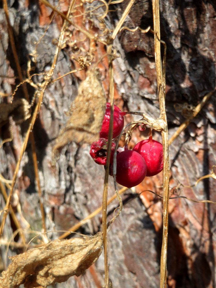 Rotfrüchtige Zaunrübe (Bryonia dioica) bei Neulußheim
