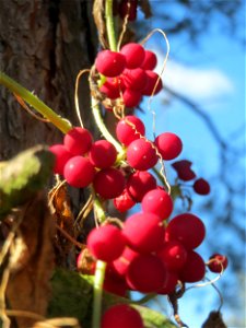 Rotfrüchtige Zaunrübe (Bryonia dioica) bei Neulußheim