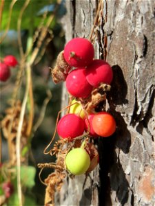 Rotfrüchtige Zaunrübe (Bryonia dioica) bei Neulußheim