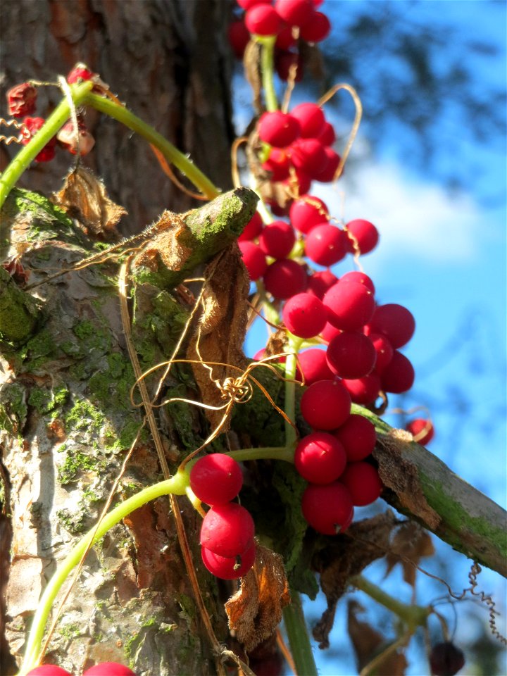 Rotfrüchtige Zaunrübe (Bryonia dioica) bei Neulußheim