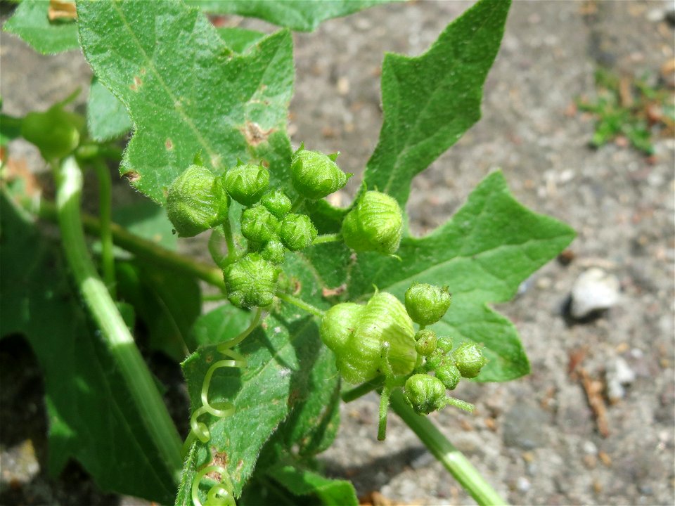 Rotfrüchtige Zaunrübe (Bryonia dioica) in Saarbrücken