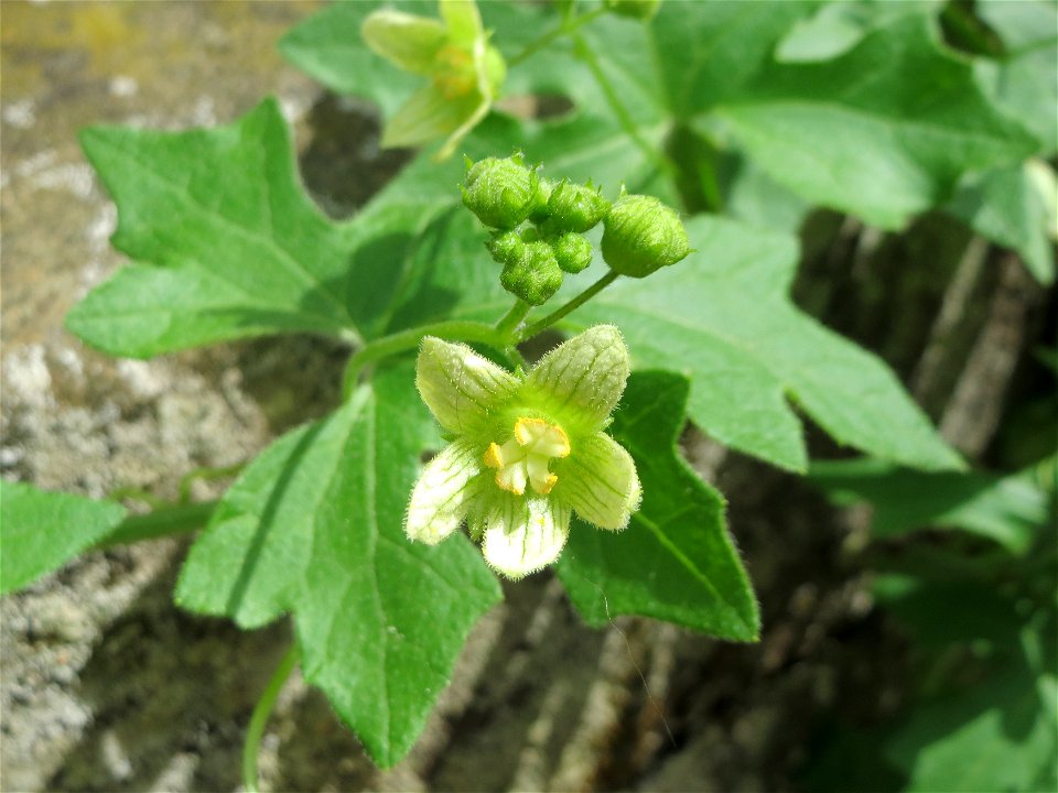 Rotfrüchtige Zaunrübe (Bryonia dioica) in Saarbrücken