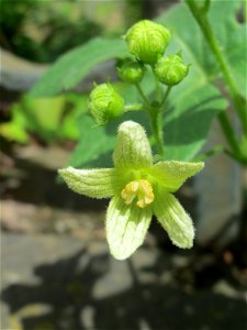 Rotfrüchtige Zaunrübe (Bryonia dioica) in Saarbrücken