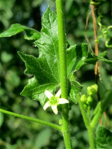 Rotfrüchtige Zaunrübe (Bryonia dioica) in Hockenheim - eines der wenigen einheimischen Kürbisgewächse