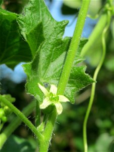 Rotfrüchtige Zaunrübe (Bryonia dioica) in Hockenheim - eines der wenigen einheimischen Kürbisgewächse