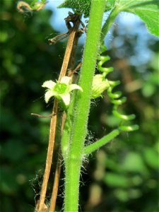 Rotfrüchtige Zaunrübe (Bryonia dioica) in Hockenheim - eines der wenigen einheimischen Kürbisgewächse