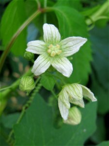 Rotfrüchtige Zaunrübe (Bryonia dioica) - wild wachsend im Gartenschaupark Hockenheim