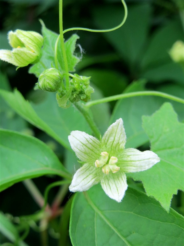 Rotfrüchtige Zaunrübe (Bryonia dioica) - wild wachsend im Gartenschaupark Hockenheim