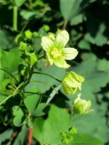 Rotfrüchtige Zaunrübe (Bryonia dioica) in Alt-Saarbrücken
