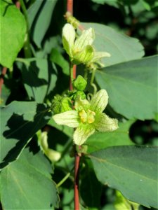 Rotfrüchtige Zaunrübe (Bryonia dioica) in Alt-Saarbrücken
