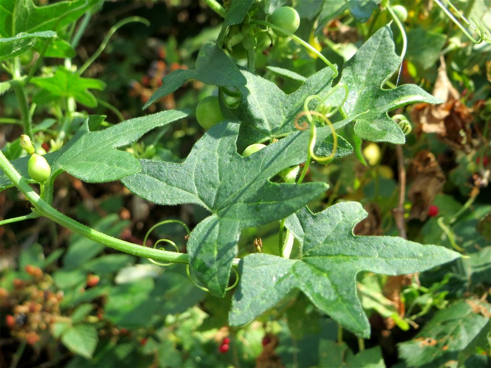 Rotfrüchtige Zaunrübe (Bryonia dioica) an der Elisabethenstraße bei Wiesbaden