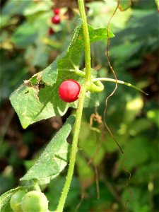 Rotfrüchtige Zaunrübe (Bryonia dioica) an der Elisabethenstraße bei Wiesbaden