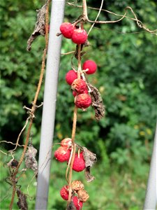 Rotfrüchtige Zaunrübe (Bryonia dioica) in Schwetzingen