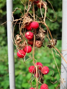 Rotfrüchtige Zaunrübe (Bryonia dioica) in Schwetzingen
