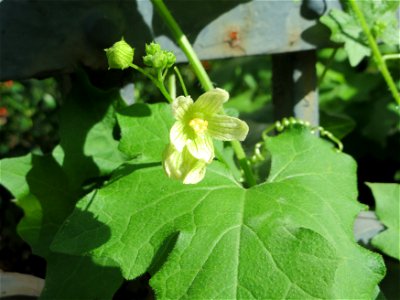Rotfrüchtige Zaunrübe (Bryonia dioica) in Saarbrücken