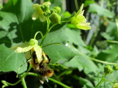 Rotfrüchtige Zaunrübe (Bryonia dioica) in Saarbrücken