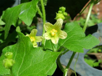 Rotfrüchtige Zaunrübe (Bryonia dioica) in Saarbrücken