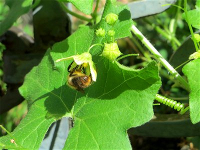 Rotfrüchtige Zaunrübe (Bryonia dioica) in Saarbrücken