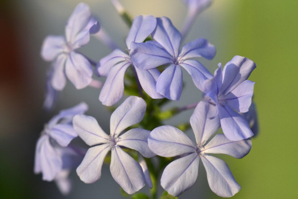 Flower purple blossom