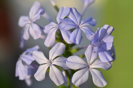 Flower purple blossom