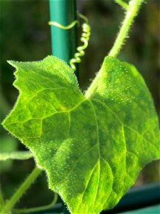 Rotfrüchtige Zaunrübe (Bryonia dioica) in Schwetzingen