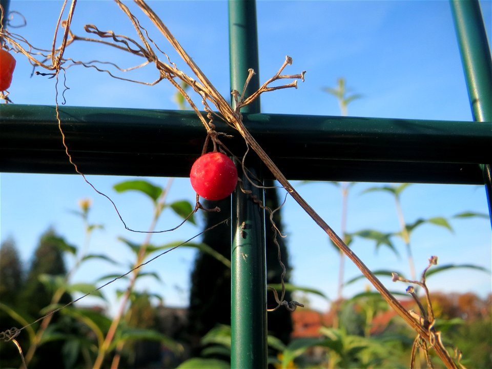 Rotfrüchtige Zaunrübe (Bryonia dioica) in Schwetzingen