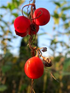 Rotfrüchtige Zaunrübe (Bryonia dioica) in Schwetzingen