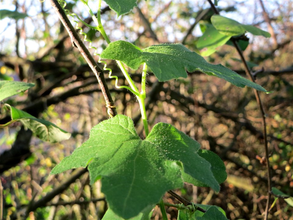 Rotfrüchtige Zaunrübe (Bryonia dioica) in Hockenheim