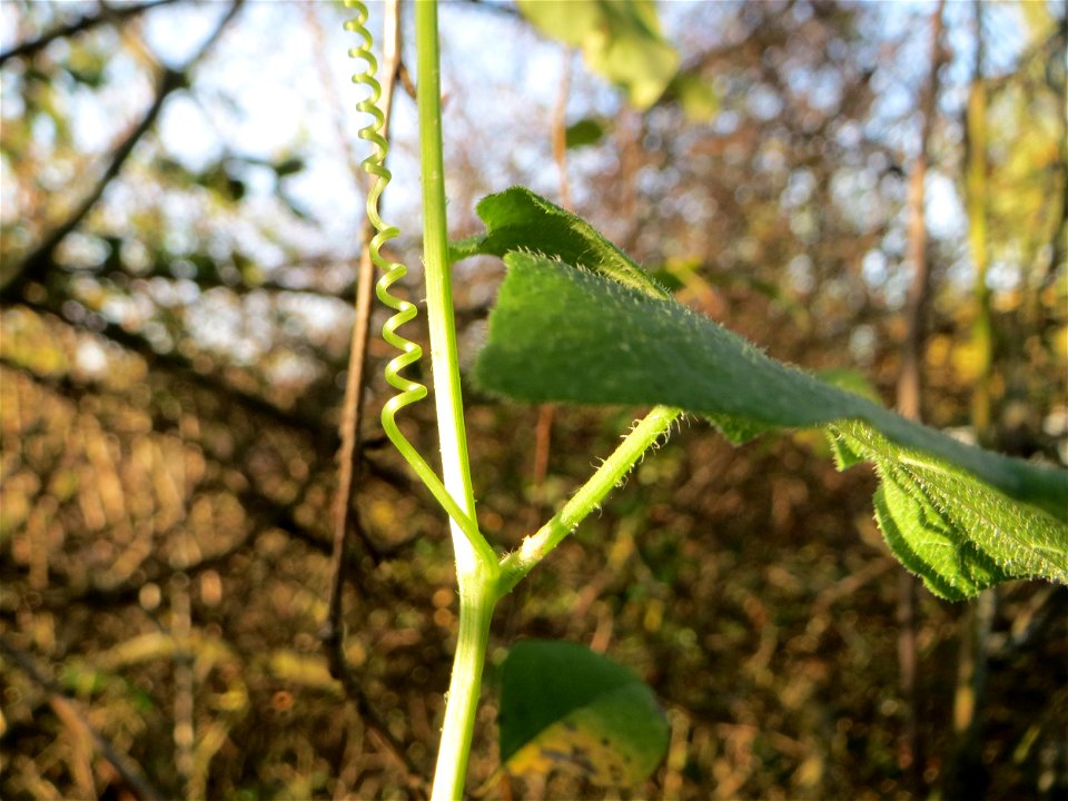 Rotfrüchtige Zaunrübe (Bryonia dioica) in Hockenheim