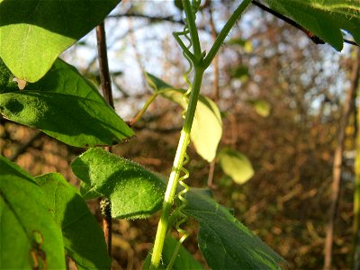 Rotfrüchtige Zaunrübe (Bryonia dioica) in Hockenheim