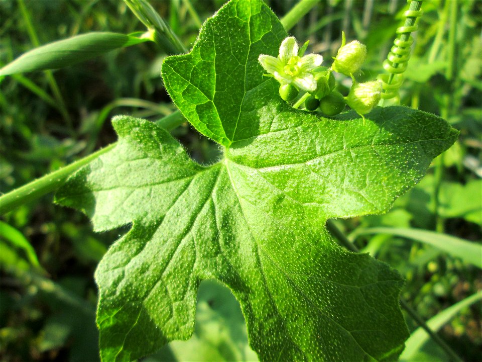 Rote Zaunrübe (Bryonia dioica) in Sankt Arnual