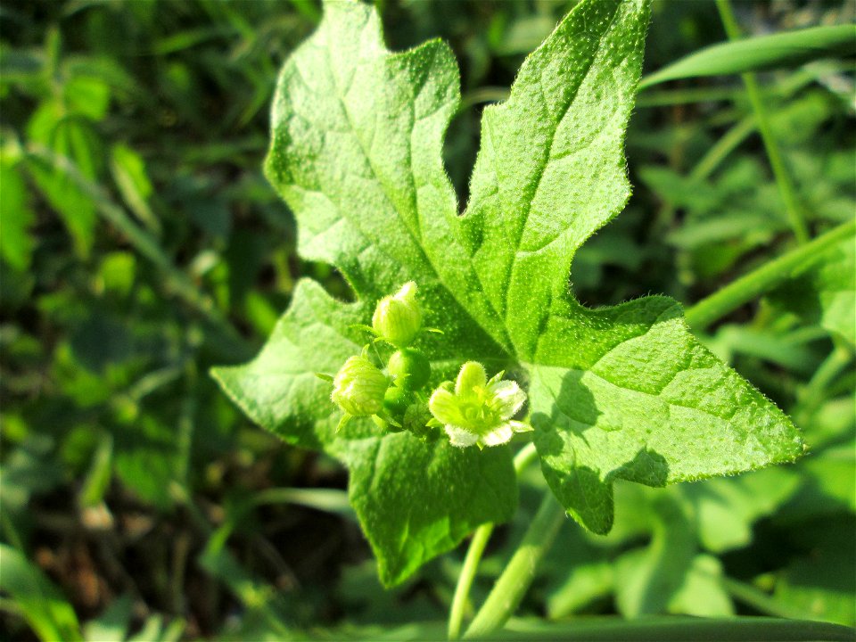 Rote Zaunrübe (Bryonia dioica) in Sankt Arnual