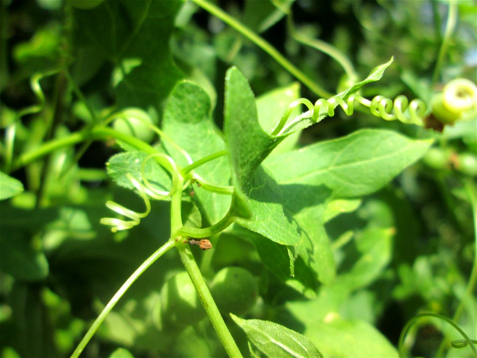 Rotfrüchtige Zaunrübe (Bryonia dioica) in Alt-Saarbrücken