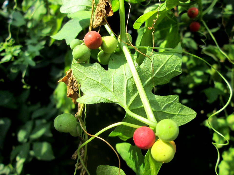 Rotfrüchtige Zaunrübe (Bryonia dioica) in Alt-Saarbrücken