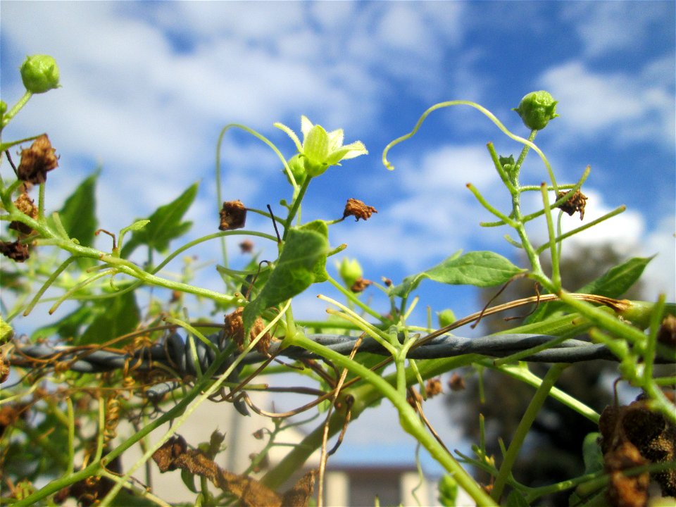Rotfrüchtige Zaunrübe (Bryonia dioica) in Sankt Arnual