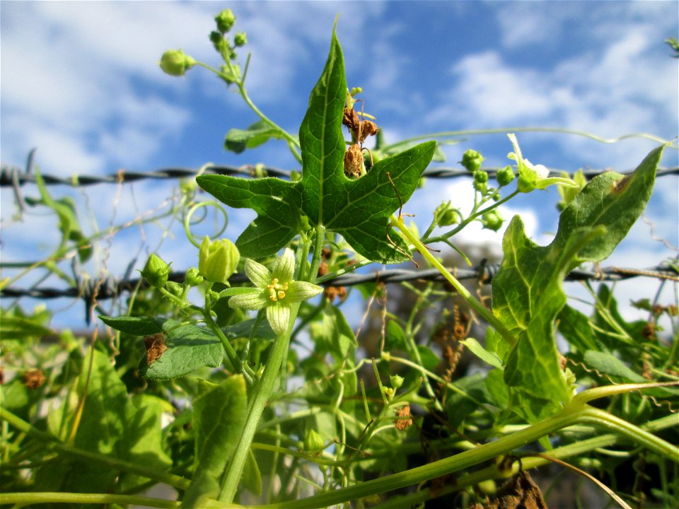 Rotfrüchtige Zaunrübe (Bryonia dioica) in Sankt Arnual