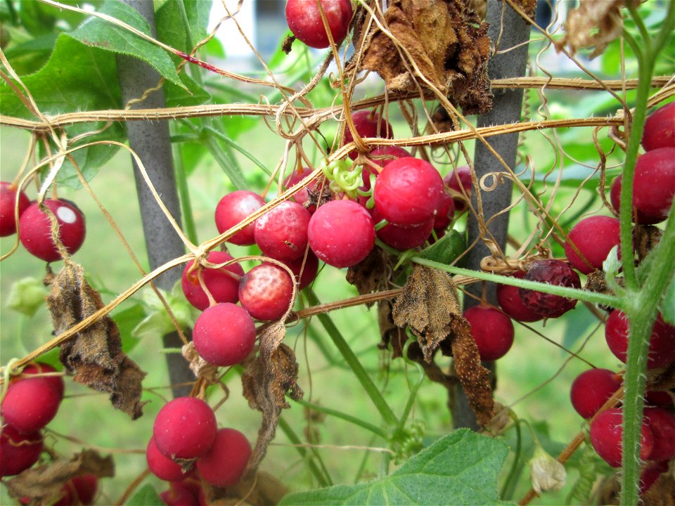 Rotfrüchtige Zaunrübe (Bryonia dioica) in Schwetzingen
