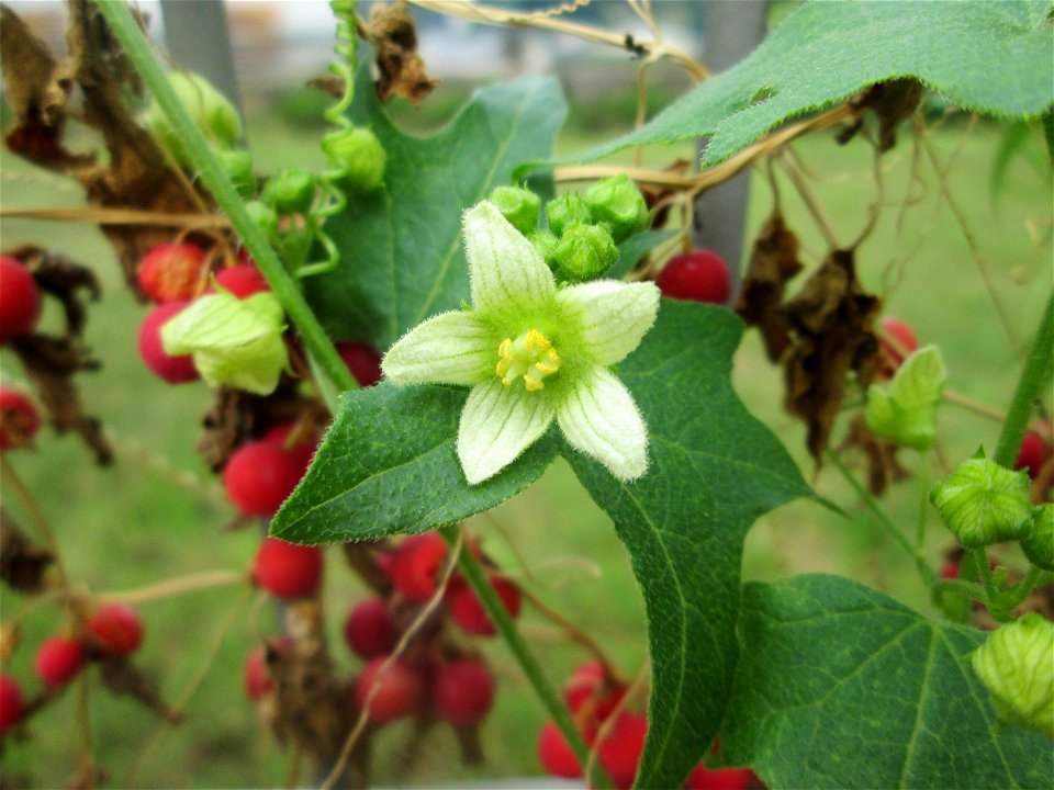 Rotfrüchtige Zaunrübe (Bryonia dioica) in Schwetzingen